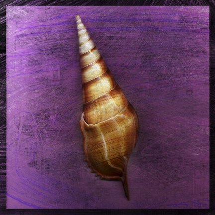 Framed Tibia Shell Print