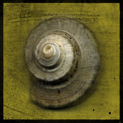 Framed Whelk Crown Print