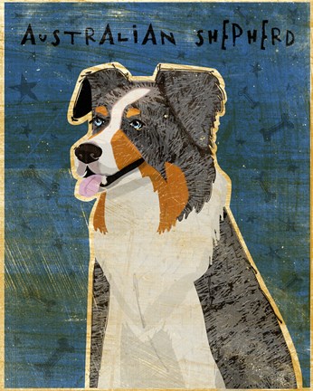 Framed Australian Shepherd Blue Merle Print