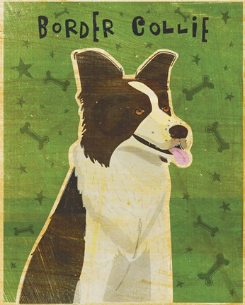 Framed Border Collie Print