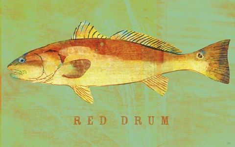 Framed Red Drum Print