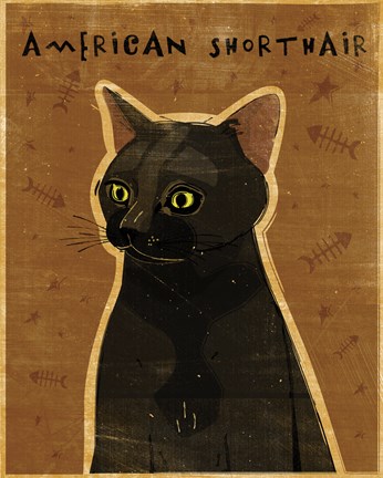 Framed American Shorthair Print