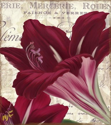 Framed Amaryllis Print