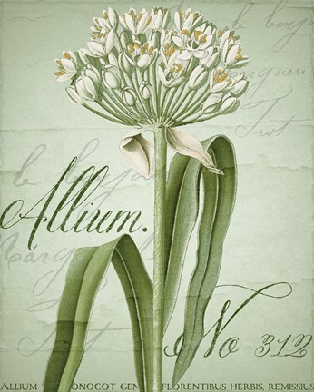 Framed Allium I Print