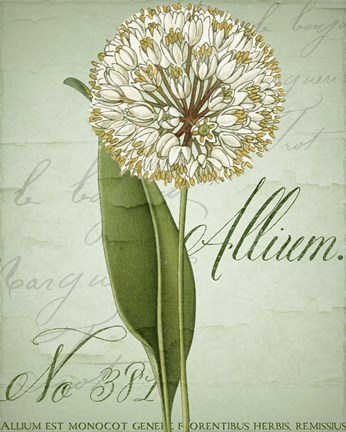 Framed Allium II Print