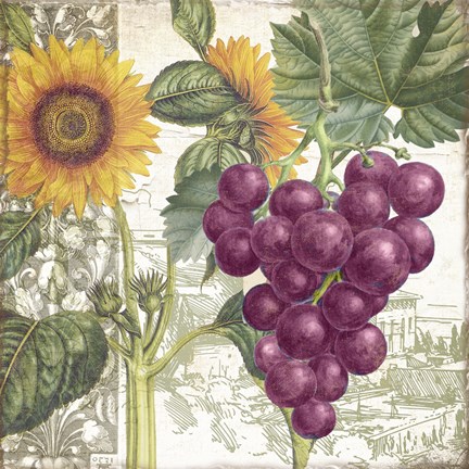 Framed Dolcetto II Print