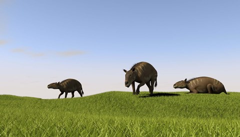 Framed Eurohippus Grazing Print