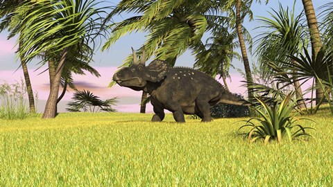 Framed Triceratops Roaming a Tropical Environment Print
