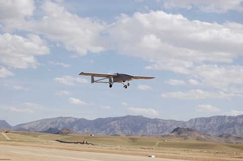 Framed Tiger Shark Print