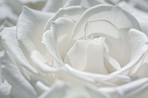 Framed Coolness Print