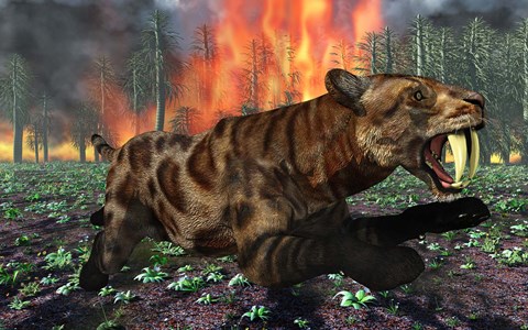 Framed Saber Toothed Tiger Running from Fire Print