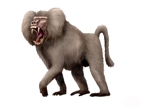 Framed Dinopithecus Ingens Print