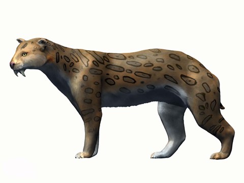 Framed Megantereon Cultridens Print