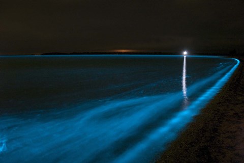 Framed Bioluminescence in Waves in the Gippsland Lakes Print