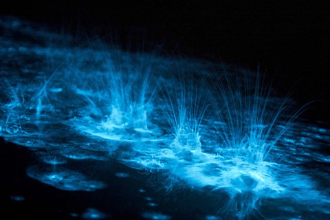 Framed Bioluminescence Splashes in the Gippsland Lakes Print