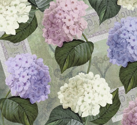 Framed Hortensia Soft Green Print