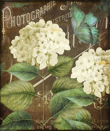 Framed Alabaster Hydrangea Print