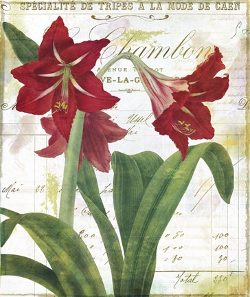 Framed Peppermint Amaryllis Print