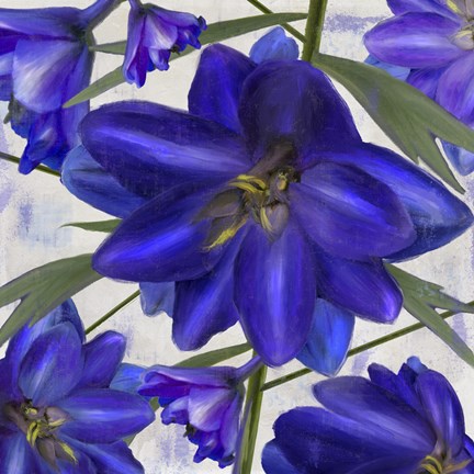 Framed Delphine I Print