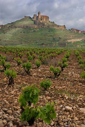 Framed Vineyard in stony soil with San Vicente de la Sonsierra Village, La Rioja, Spain Print