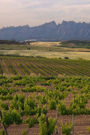 Framed Spring Vineyards with Montserrat Mountain, Catalonia, Spain Print