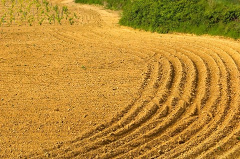 Framed Tilled Ground Ready for Planting, Brinas, La Rioja, Spain Print