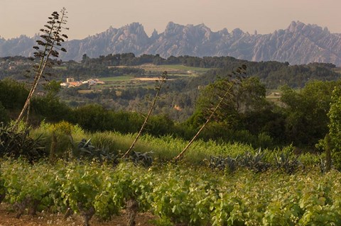 Framed Vineyards and Cactus with Montserrat Mountain, Catalunya, Spain Print