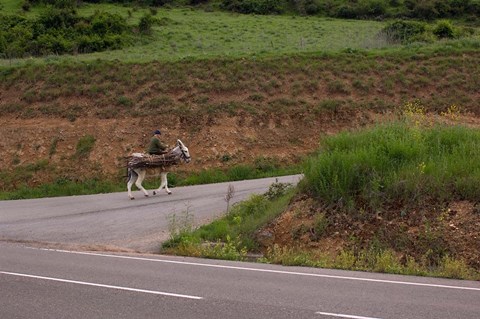 Framed Old man rides a donkey loaded with wood, Anguiano, La Rioja, Spain Print