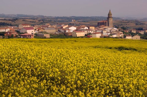Framed Yellow mustard flowers, Elvillar Village, La Rioja, Spain Print