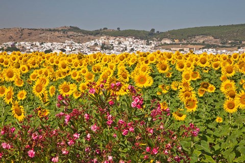 Framed Spain, Andalusia, Bornos Sunflower Fields Print