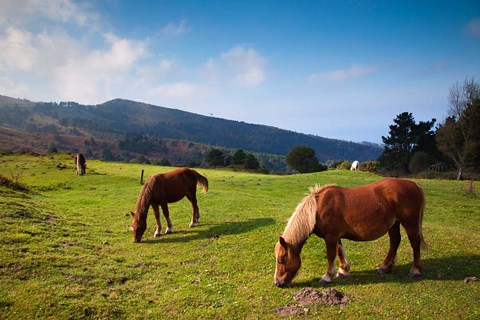 Framed Horses By Jaizkibel Road, Hondarribia, Spain Print