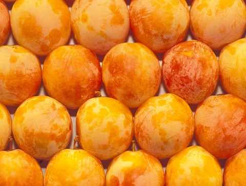 Framed Produce at La Boqueria Market, Barcelona, Spain Print