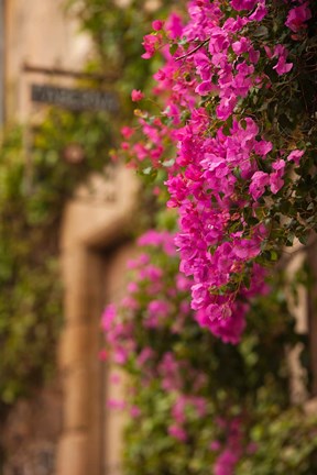 Framed Flower-covered Buildings, Old Town, Ciudad Monumental, Caceres, Spain Print