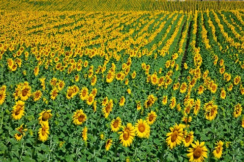 Framed Spain, Andalusia, Cadiz Province Sunflower Fields Print