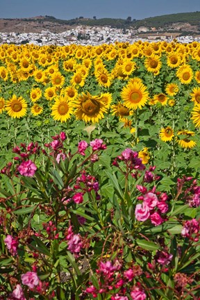 Framed Spain, Andalusia, Cadiz Province, Bornos Sunflower Fields Print