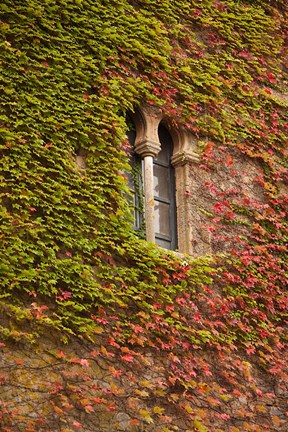 Framed Ivy-Covered Wall, Ciudad Monumental, Caceres, Spain Print