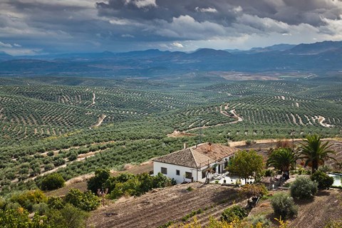 Framed Olive Groves, Ubeda, Spain Print