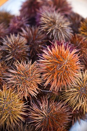 Framed Sea Urchins For Sale, Cadiz, Spain Print