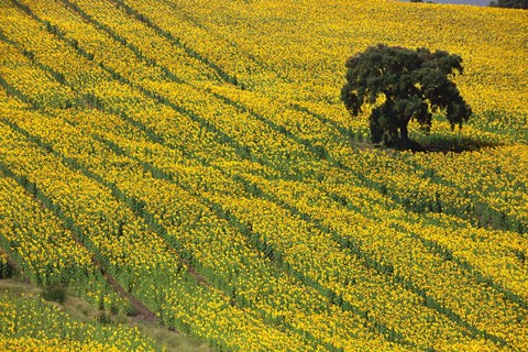 Framed Spain, Andalusia, Cadiz Province Lone Tree in a Field of Sunflowers Print