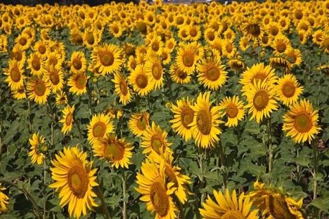 Framed Spain, Andalusia, Cadiz Province Sunflower Fields Print