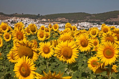 Framed Spain, Andalusia, Cadiz Province, Bornos Sunflower Fields Print