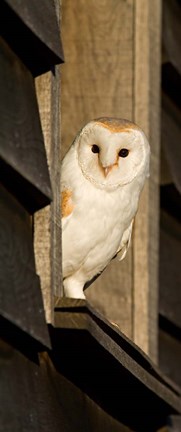 Framed England, Barn Owl looking out from Barn Print