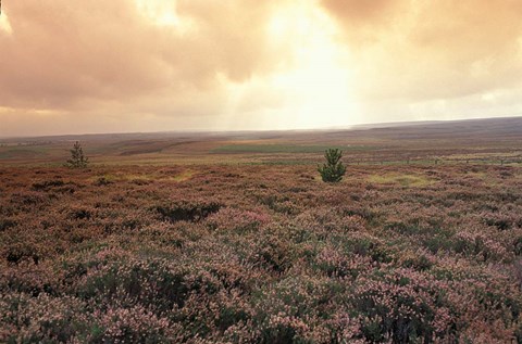 Framed Heather, near Danby, North York Moors, England Print
