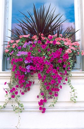 Framed Flower Box in London, England Print