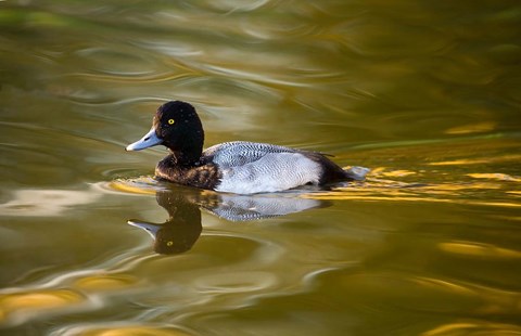 Framed UK, Tufted Duck on pond reflecting Fall colors Print