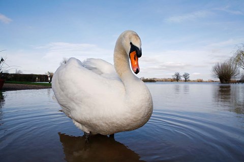 Framed Mute Swan (Cygnus olor) on flooded field, England Print