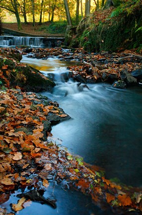 Framed Stream with Autumn Leaves, Forest of Dean, UK Print