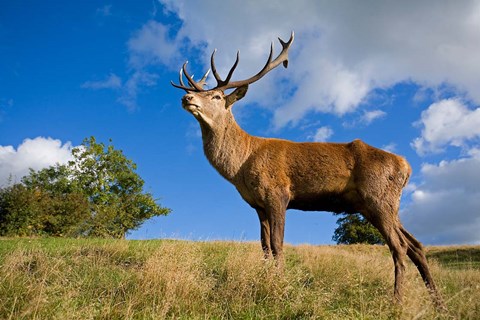 Framed UK Red Deer in countryside Print