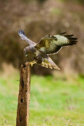 Framed UK, Common Buzzard bird on wooden post Print