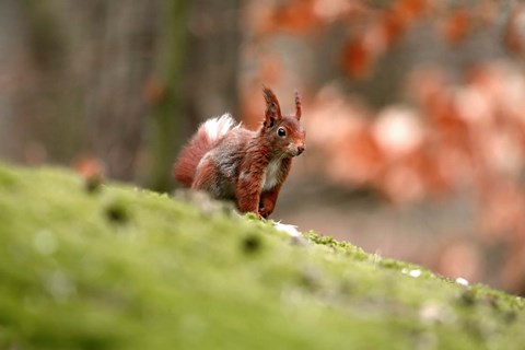 Framed UK, England Red Squirrel Print